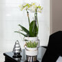 Witte orchidee en succulent op zilveren dienblad